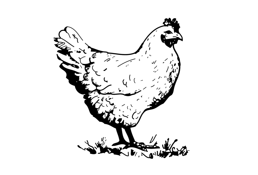 Hen Pen